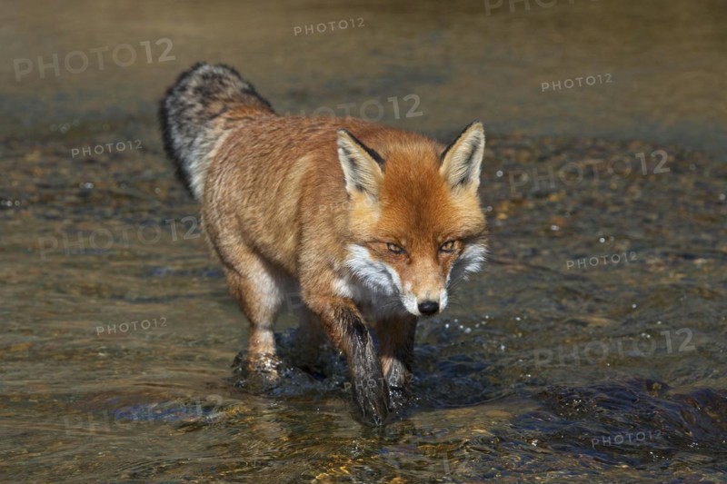 Red fox