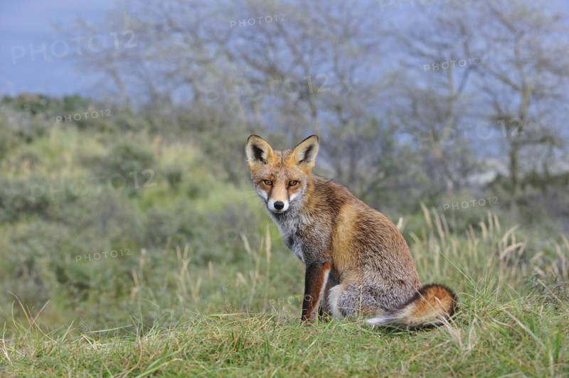Red fox