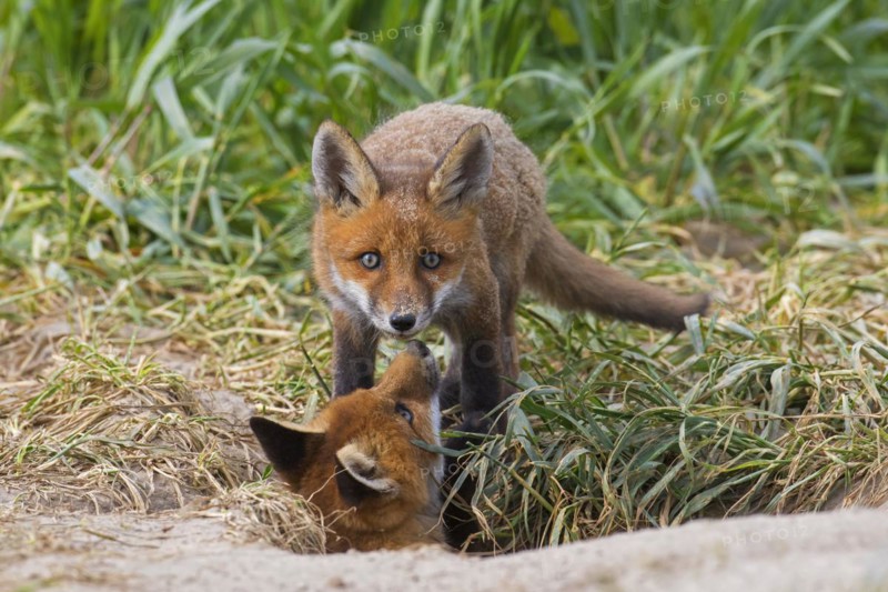 Young red foxes