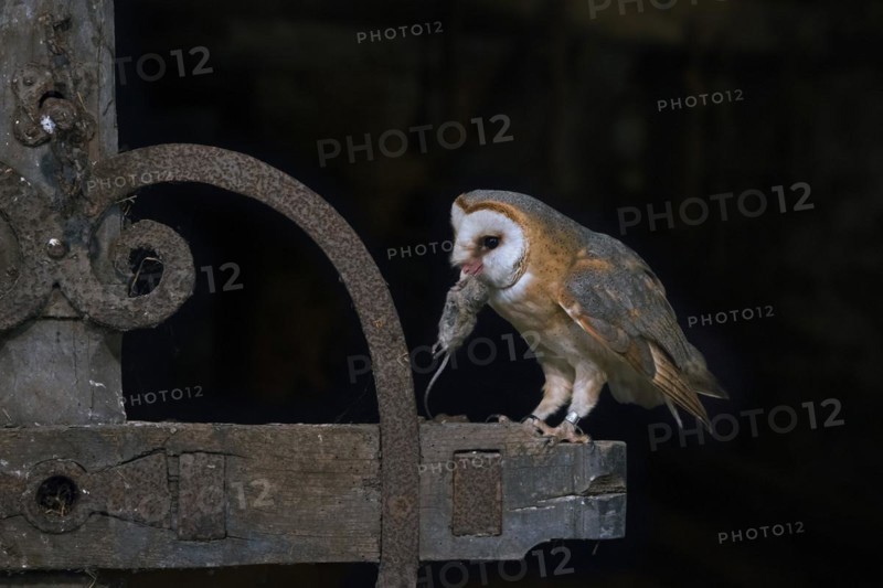 Common barn owl