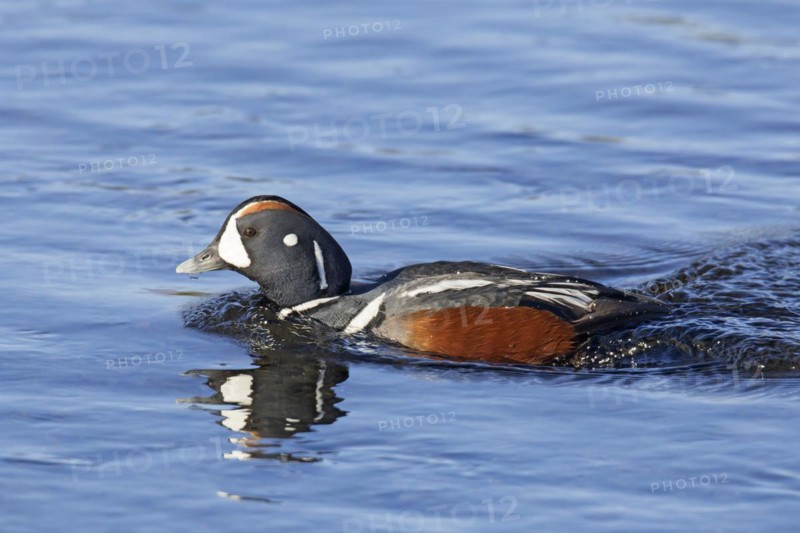 Harlequin duck