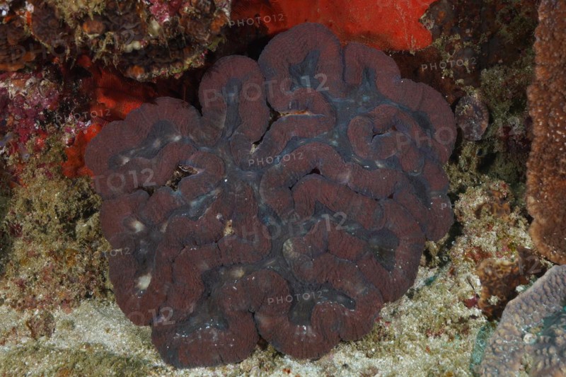 False brain coral