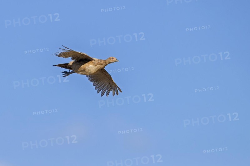 Common pheasant