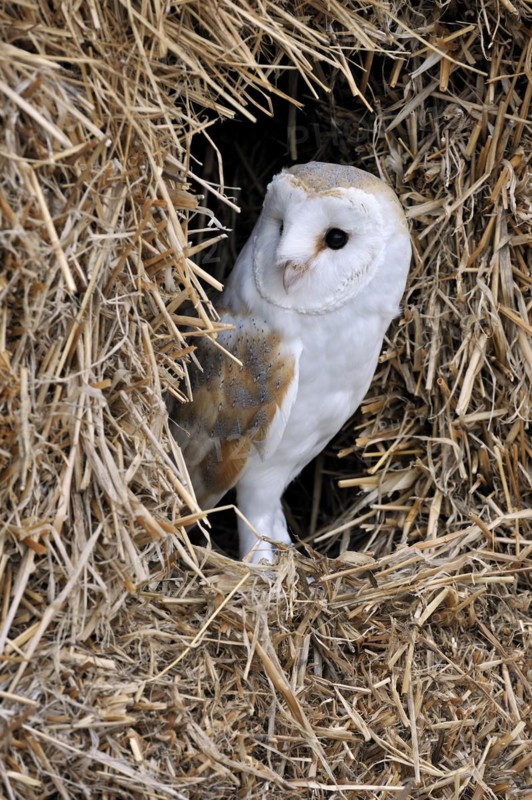 Barn owl