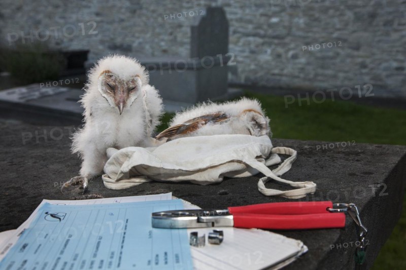 Barn owl