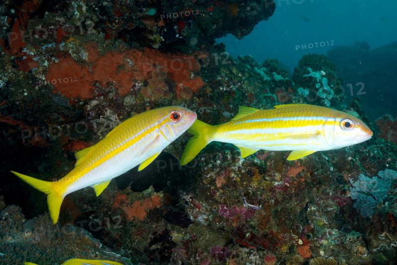 Two specimens of yellowfin barb