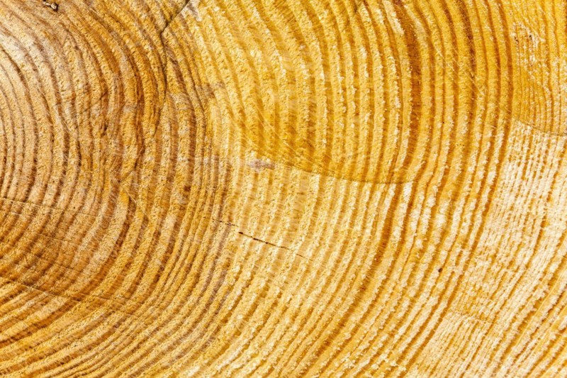 Cut surface of a tree