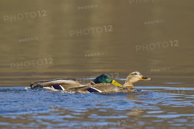 Mallard