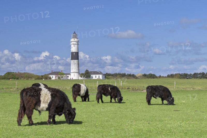 Belted Galloways and the Kampen Lighthouse on the North Frisian island of Sylt