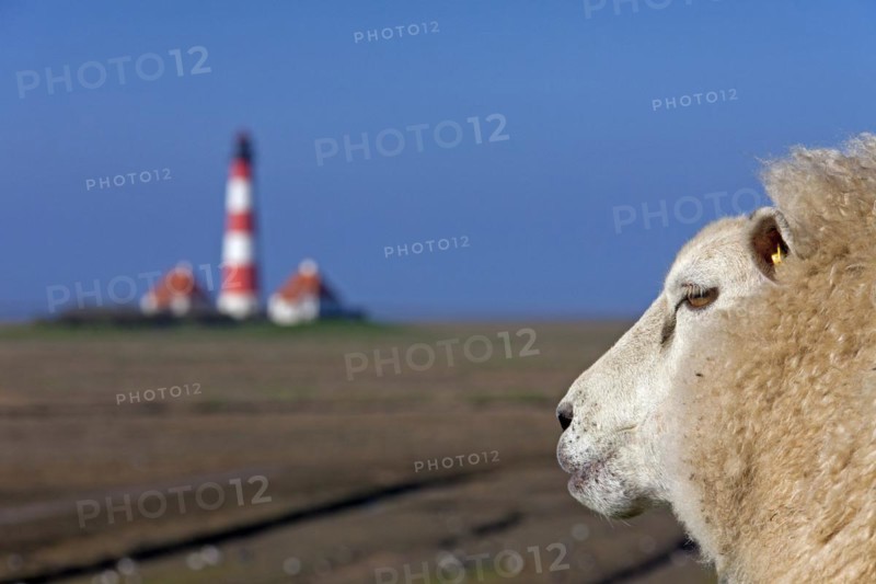Lighthouse Westerheversand and sheep on salt marsh at Westerhever