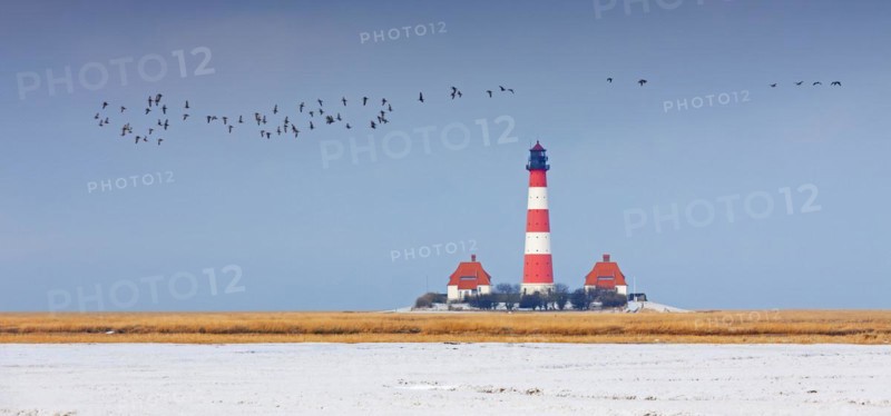 Flock of barnacle geese