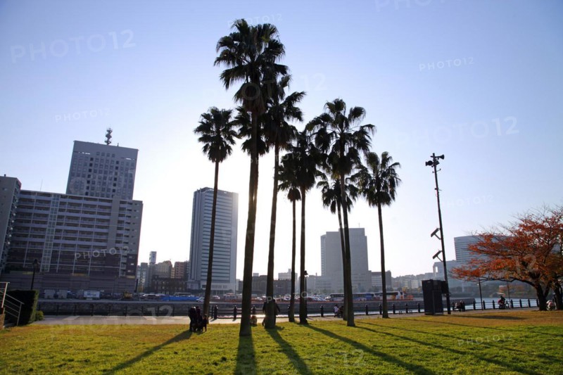 Palm trees at Unga Park in Minato Mirai 21 Yokohama Japan Asia