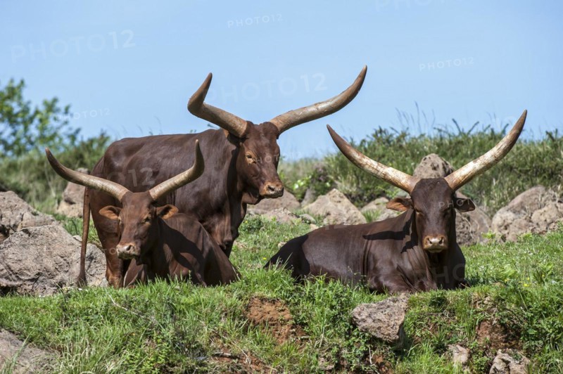 Herd of Watusi