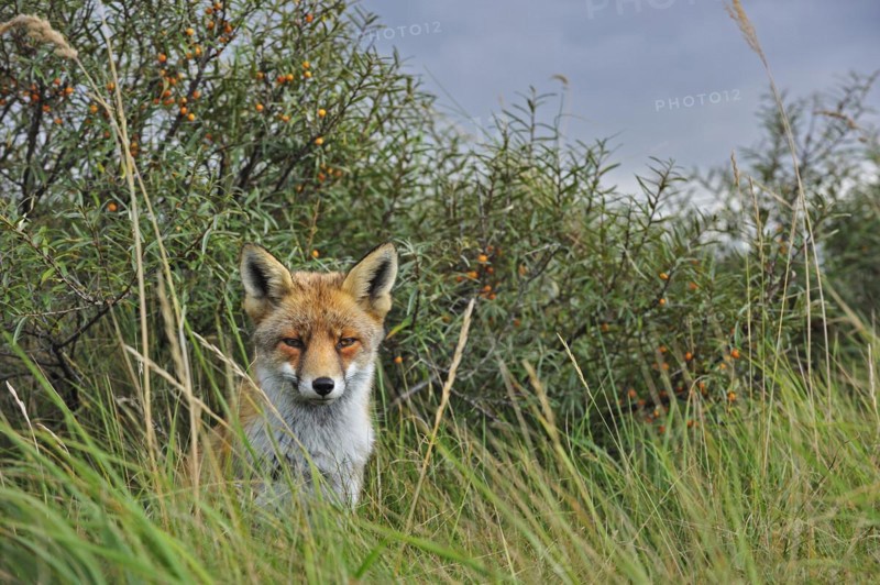 Red fox