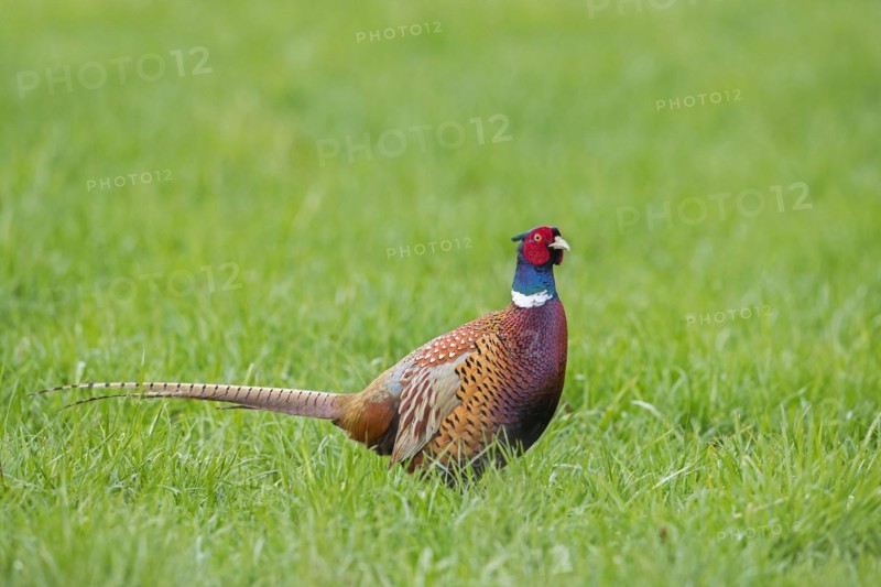 Common pheasant