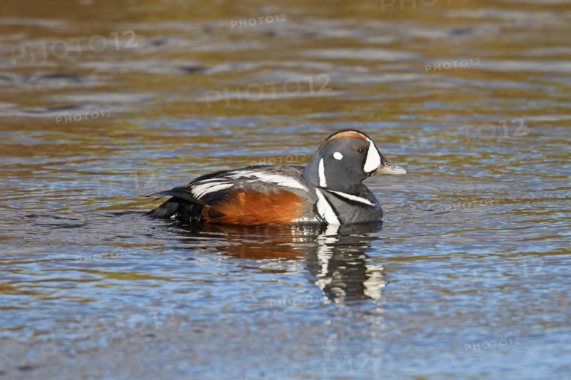 Harlequin duck