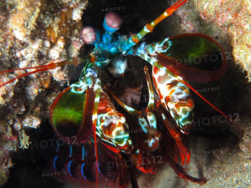 Peacock mantis shrimp