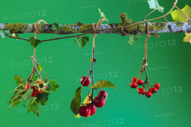Autumn arrangement with rose hips