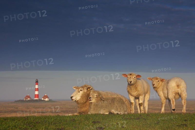 Lighthouse Westerheversand and sheep on salt marsh at Westerhever