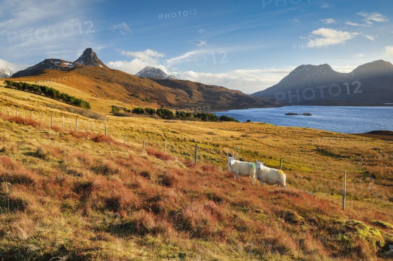 Two sheep standing in the wintry Highlands with mountains and Loch Bad a' Ghaill in the background