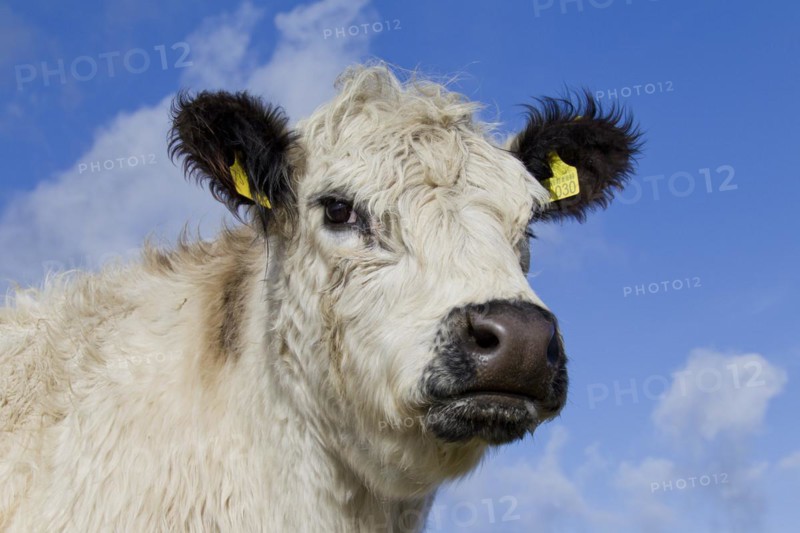 White Galloway cow in field