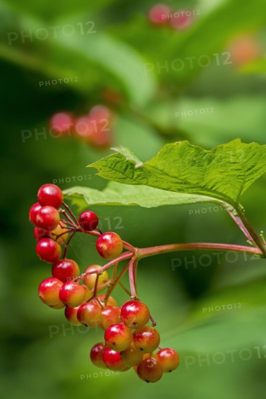 Guelder rose