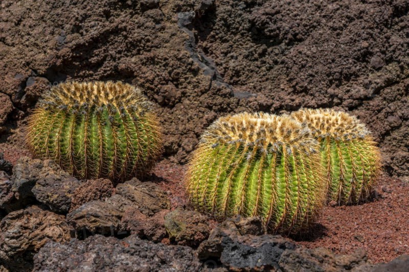 Golden ball cacti