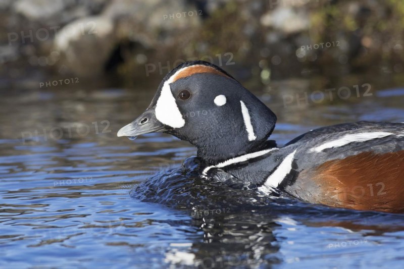 Harlequin duck