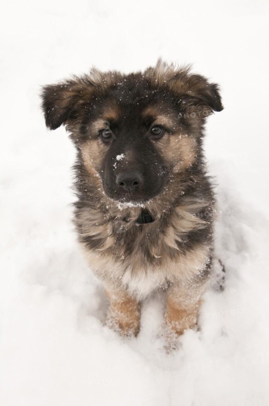 German shepherd long-haired