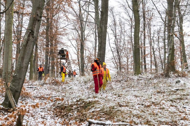 Driven hunt in Schoenbuch nature park Park
