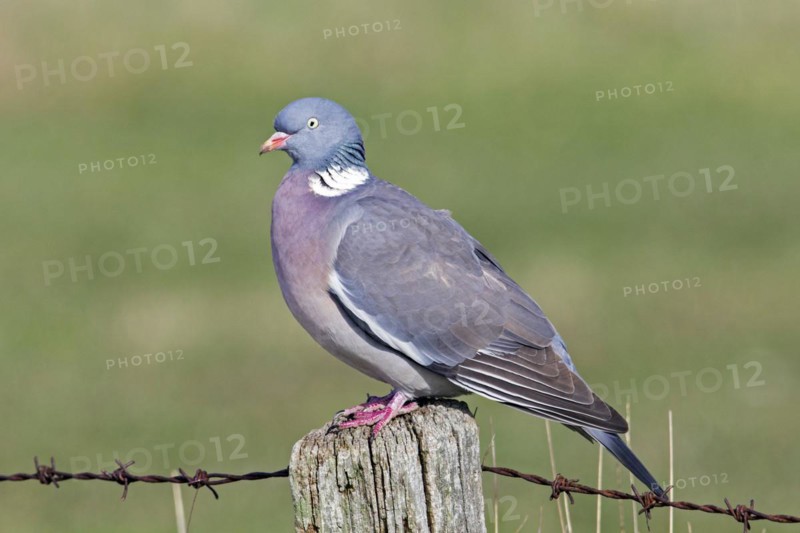 Common wood pigeon