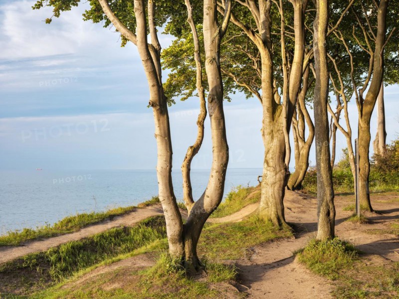Beech forest on the coast of the Baltic Sea