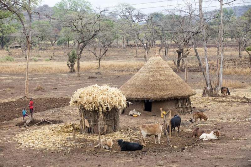 Traditional round hut with thatched roof of the Gamo tribe