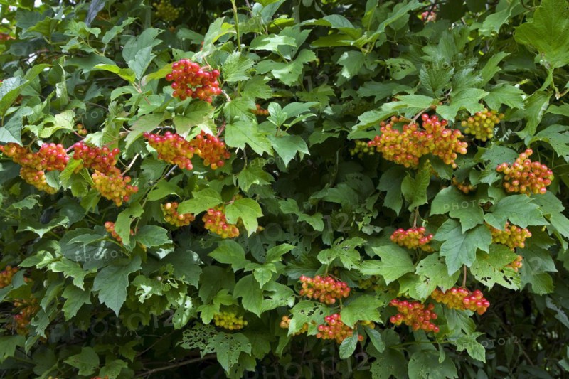 Red berries of Guelder rose