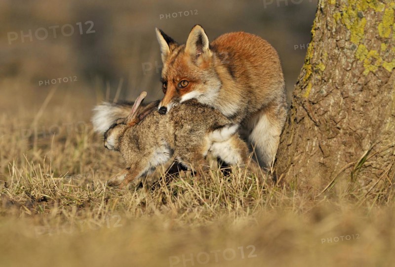 Red fox