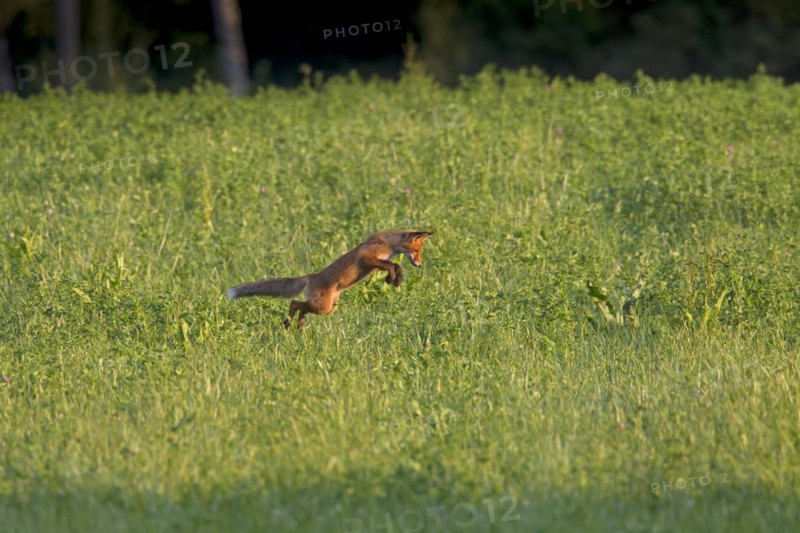 Juvenile red fox