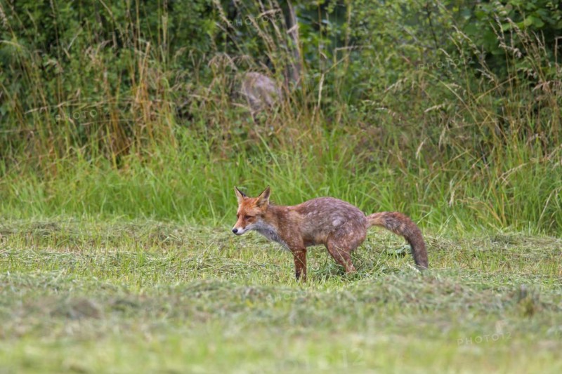 Red fox