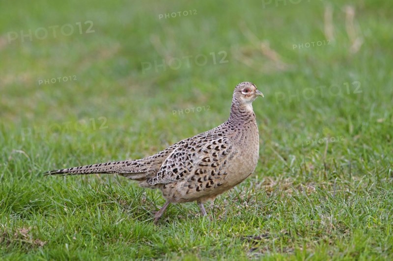 Common pheasant