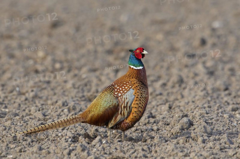 Common pheasant