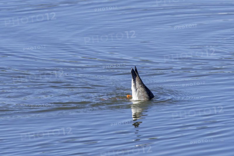 Spotted redshank