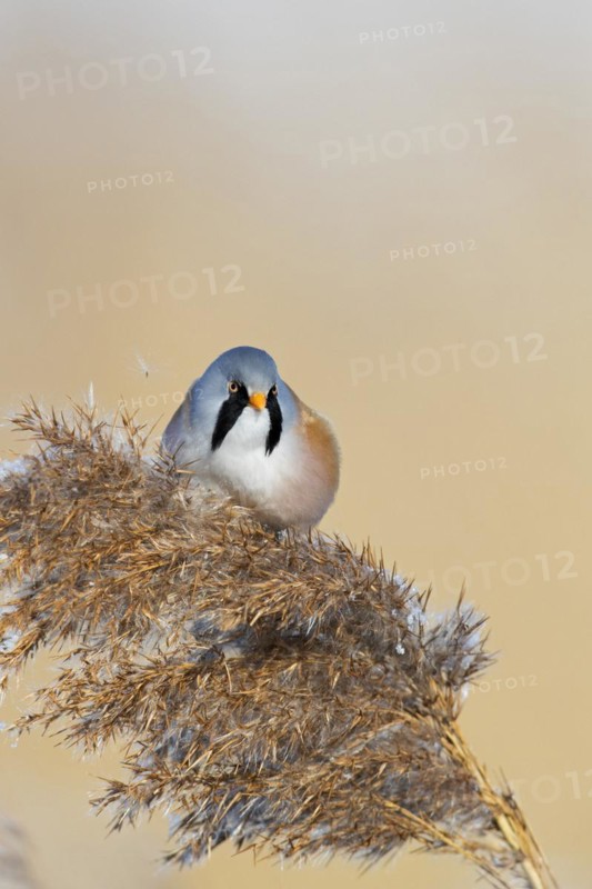 Bearded reedling
