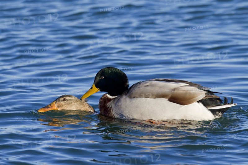 Mallard
