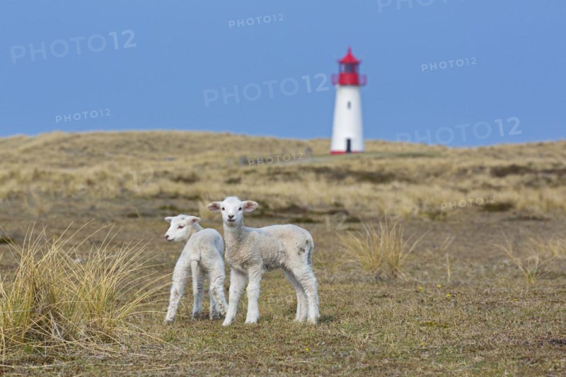 Two sheep lambs in front of red and white List-West lighthouse in the dunes on the island Sylt