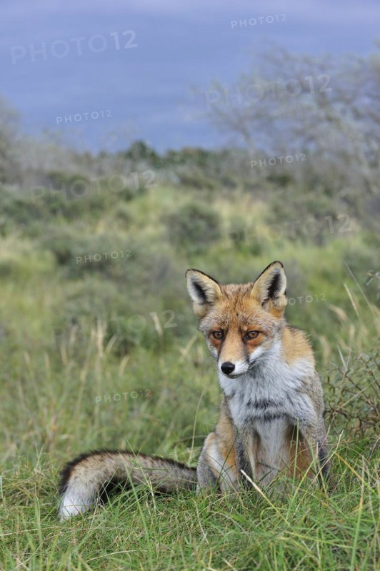 Red fox
