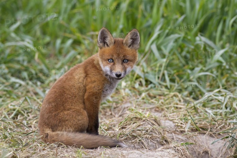 Young red fox