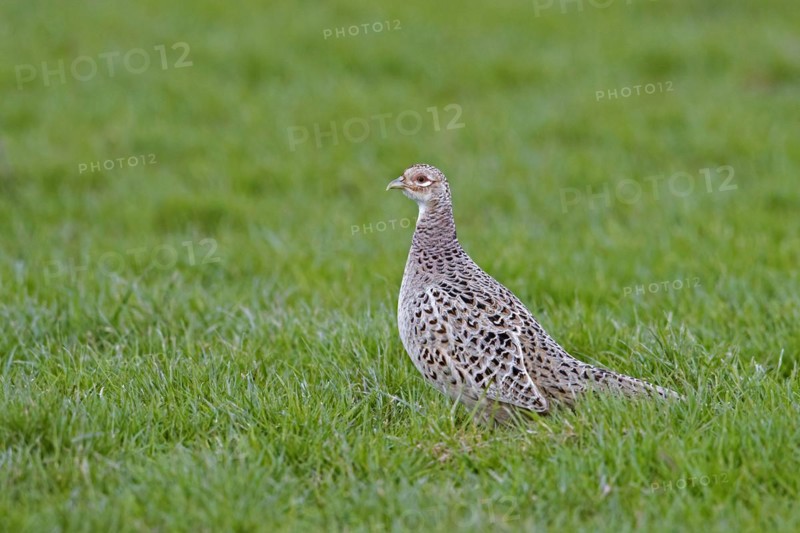 Common pheasant