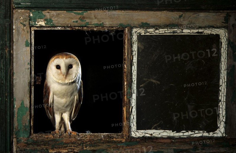 Hunting Common Barn Owl