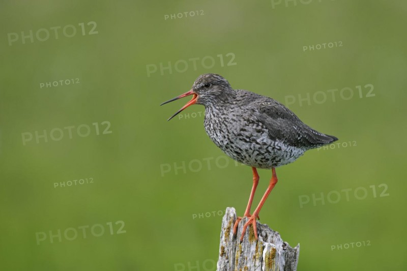 Common redshank
