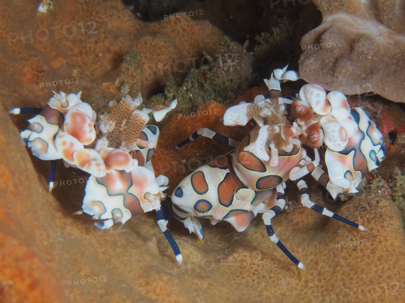 Pair of harlequin shrimp