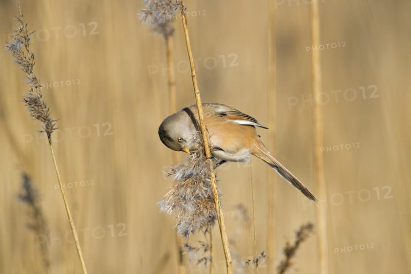 Bearded reedling